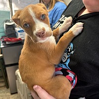 adopt a pet