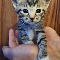 adopt-pet