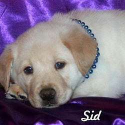 Thumbnail photo of Sid #3