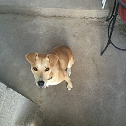 Puppies In El Paso