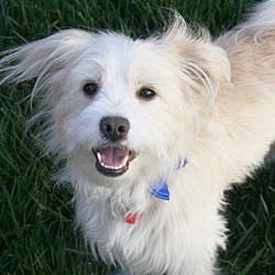 Thumbnail photo of Charlie - love to play w/dogs! #4