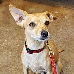 Photo of Poncho