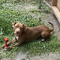 adopt a pet