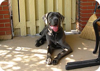 Merritt Bc Cane Corso Meet Miller A Pet For Adoption