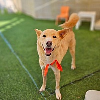 adopt a pet