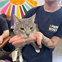 adopt a pet