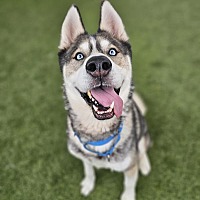 adopt a pet