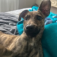 adopt-pet