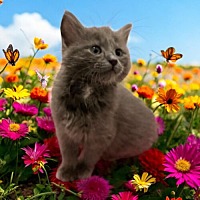 adopt a pet