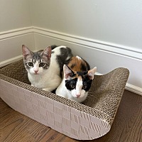 adopt a pet