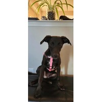 adopt-pet
