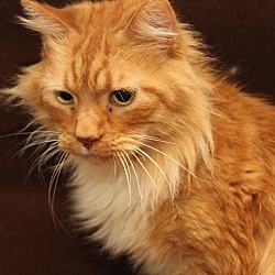 Thumbnail photo of Bumble Bee (Neutered/Declawed) #1