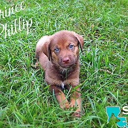 Thumbnail photo of Prince Phillip #1