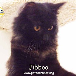 Thumbnail photo of Jibboo aka Boo #1