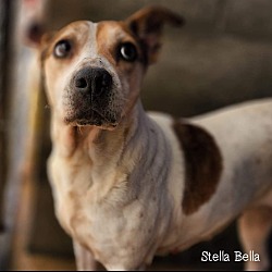 Thumbnail photo of Stella Bella #3