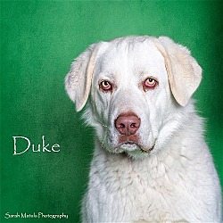 Photo of DUKE