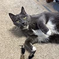 adopt a pet