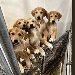 Photo of Yellow Lab/Shepherd pups F