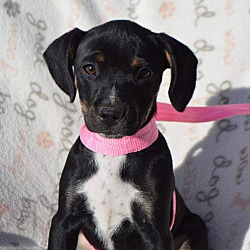 Photo of Zoe/ADOPTED