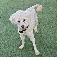 adopt-pet