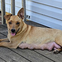 adopt a pet