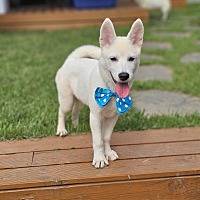 adopt-pet