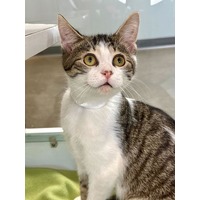 adopt-pet