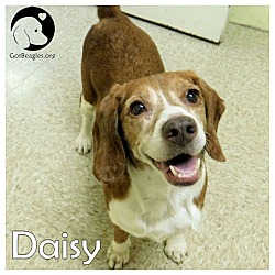 Thumbnail photo of Daisy #1