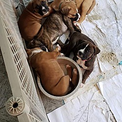 Thumbnail photo of Dobby Mama Puppies! #2