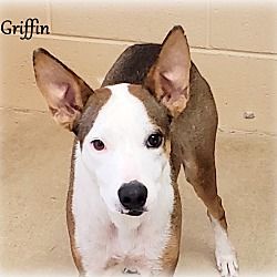 Thumbnail photo of Griffin~adopted! #1