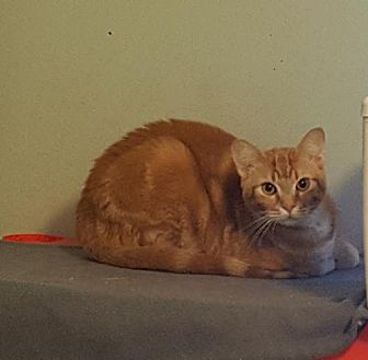 Adopt A Pet Petsmart Charities