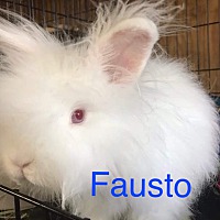 Photo of Fausto