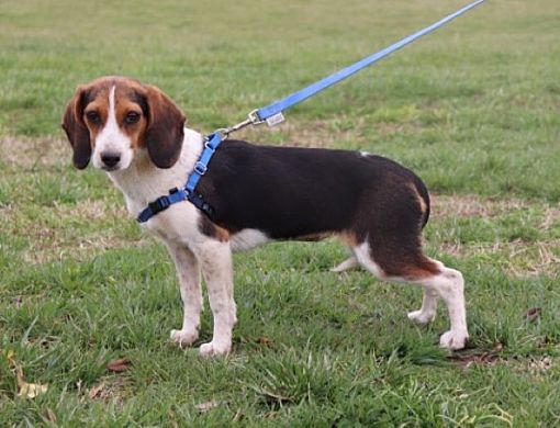 Salem, NH - Beagle. Meet Heidi a Pet for Adoption - AdoptaPet.com