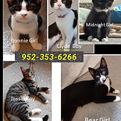 Photo of 5 kittens need homes!
