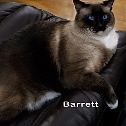 Thumbnail photo of Barrett (Pending) #4