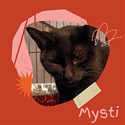 Thumbnail photo of Mysti #2