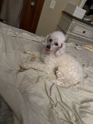 Rochester, NY - Poodle (Toy or Tea Cup). Meet Rocky a Pet for Adoption ...