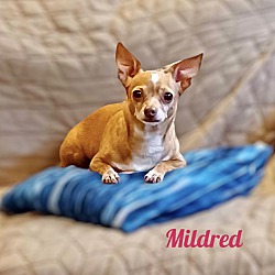 Photo of MILDRED