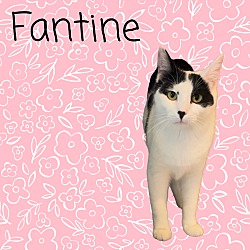 Thumbnail photo of Fantine #1