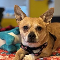 adopt a pet