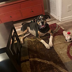 bonded pet photo