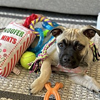 adopt a pet