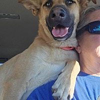 adopt a pet