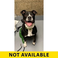 CUPCAKE - American Pit Bull Terrier available for adoption