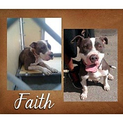 Photo of FAITH-Sponsor-Lives up to name