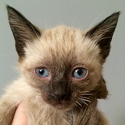 Thumbnail photo of Mocha: A "Coffee Kitten" #2