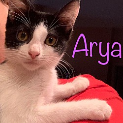 Thumbnail photo of Arya #2