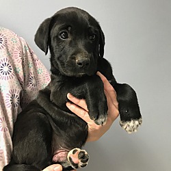 Photo of Banjo