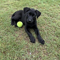 Photo of Sterling Ashley pup