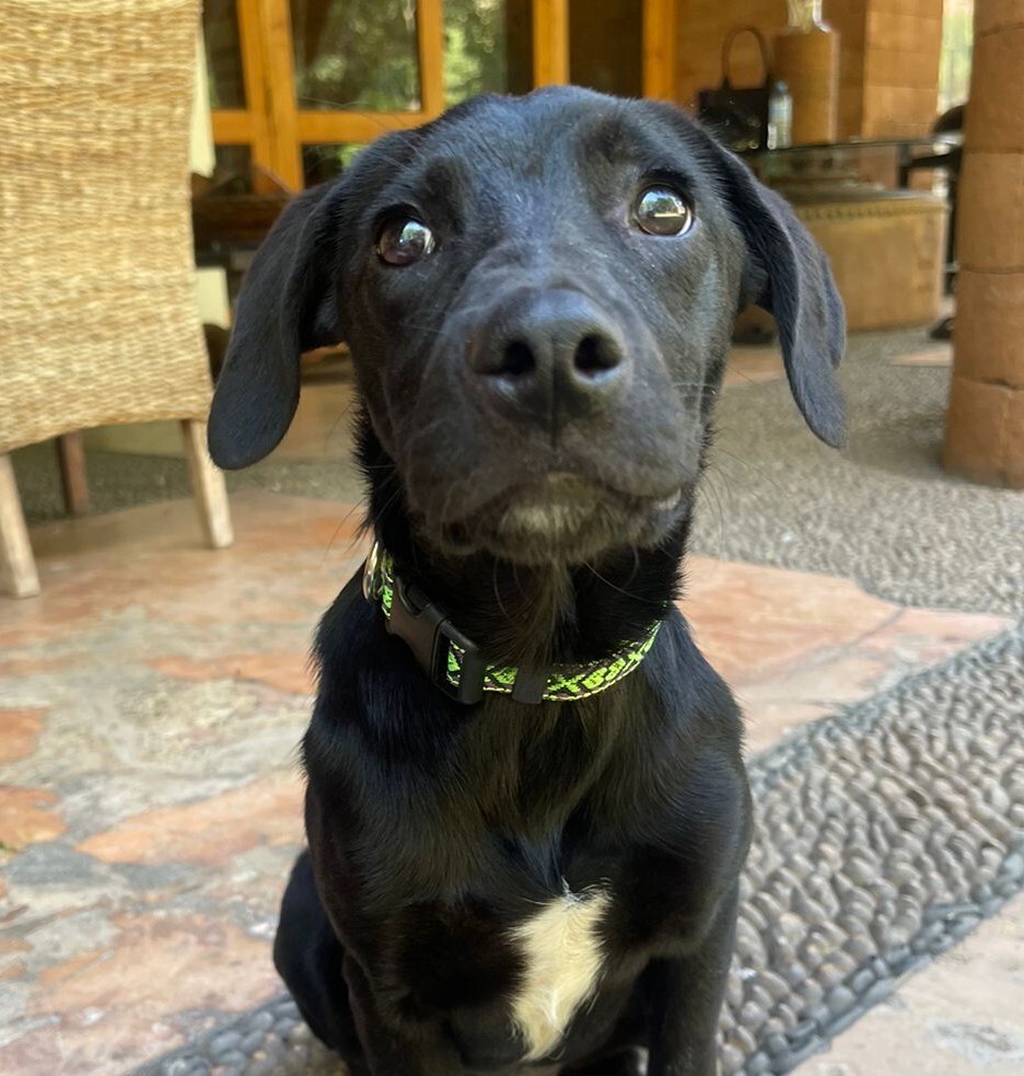 Adopt MOMO a Black Labrador Retriever dog in Langley, BC (37857914